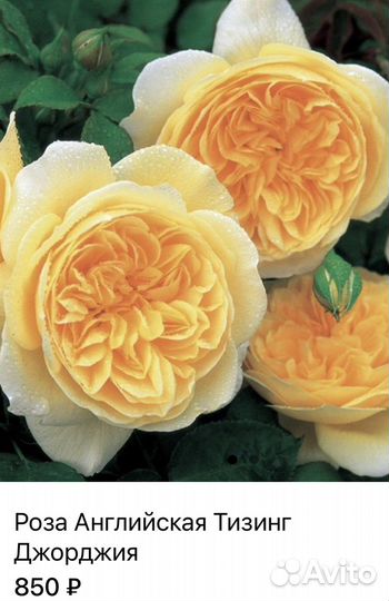 Розы.Саженцы