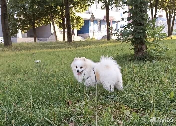 Немецкий шпиц