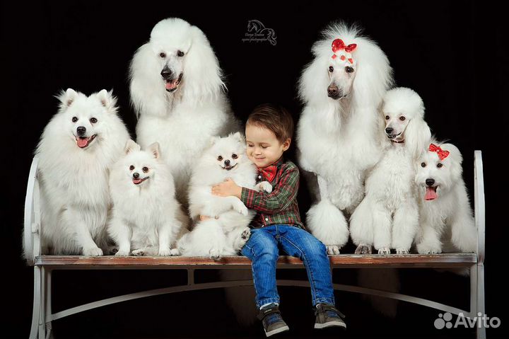 Собаки для фотосессии