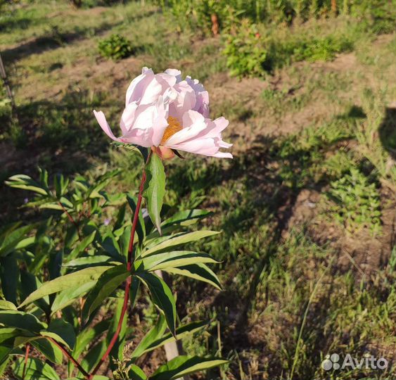 Пионы / саженцы