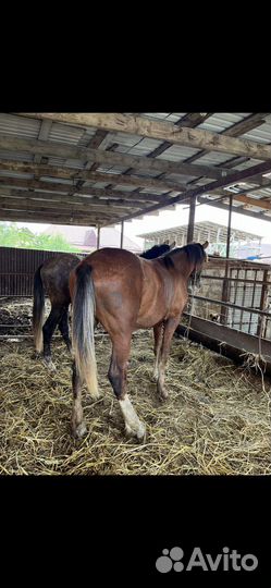 Лошадь Бартер