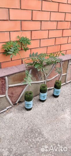 Глициния лиана