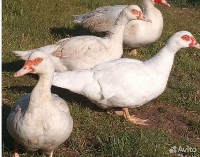 Индоутки, (в Можайске)