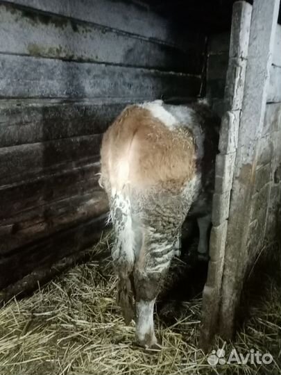 Бычки и быки