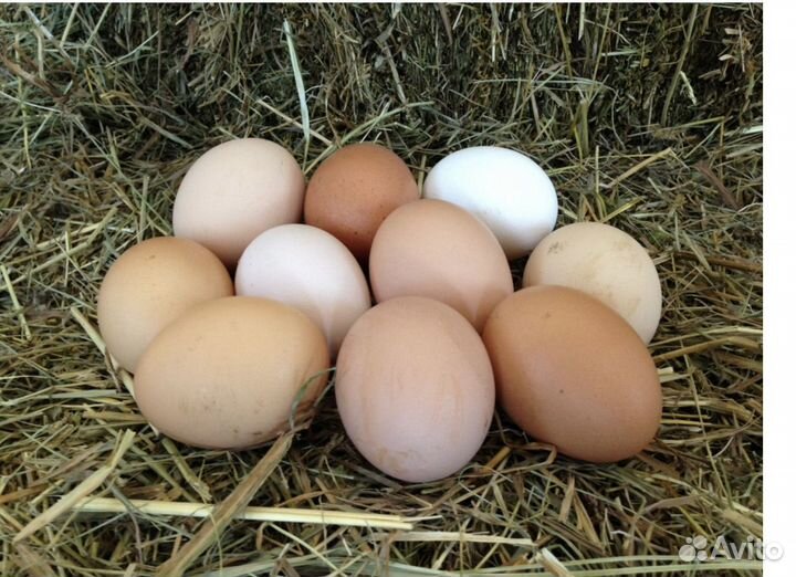 Домашние куриные яйца