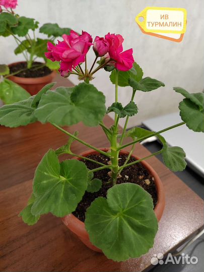 Пеларгонии сортовые