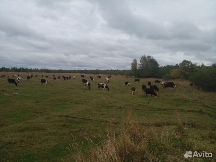 Телки нетели коровы