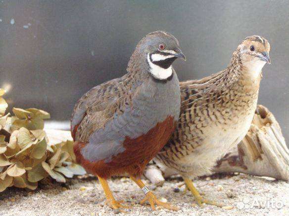 Декоративные птицы