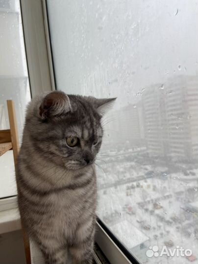 Отдам кота в добрые руки