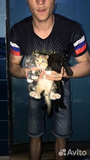 Котята в добрые руки бесплатно