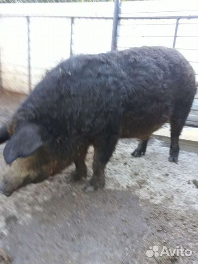 Венгерская Мангалица 1 мес