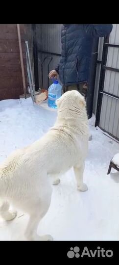 Кабель для вязки алабай