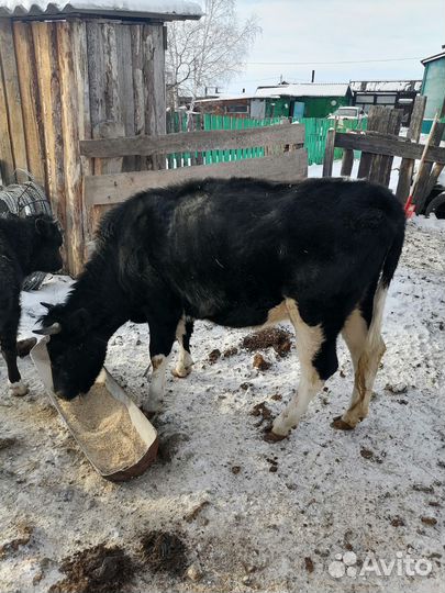 Бык и корова живым весом