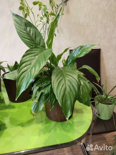 Комнатные цветы