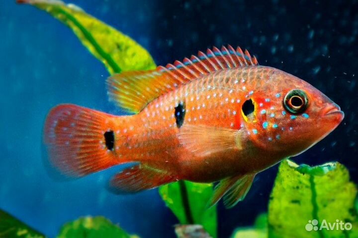Продаются аквариумные рыбки