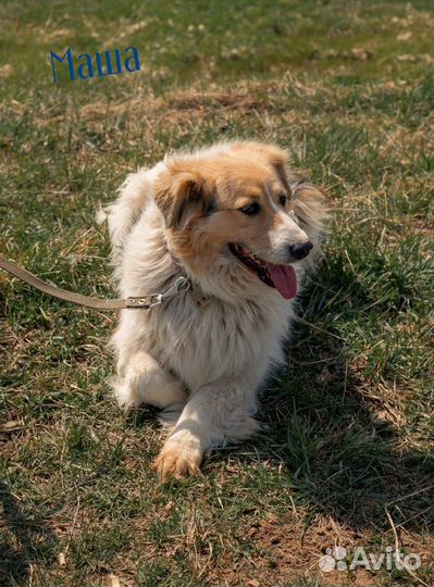 Трехцветные собаки принесут вам счастье