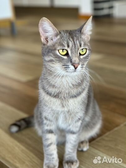 Серебристый барс