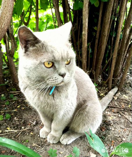 Котик -Бегемотик