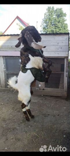 Козёл Камори вязка