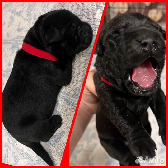 Щенки лабрадора