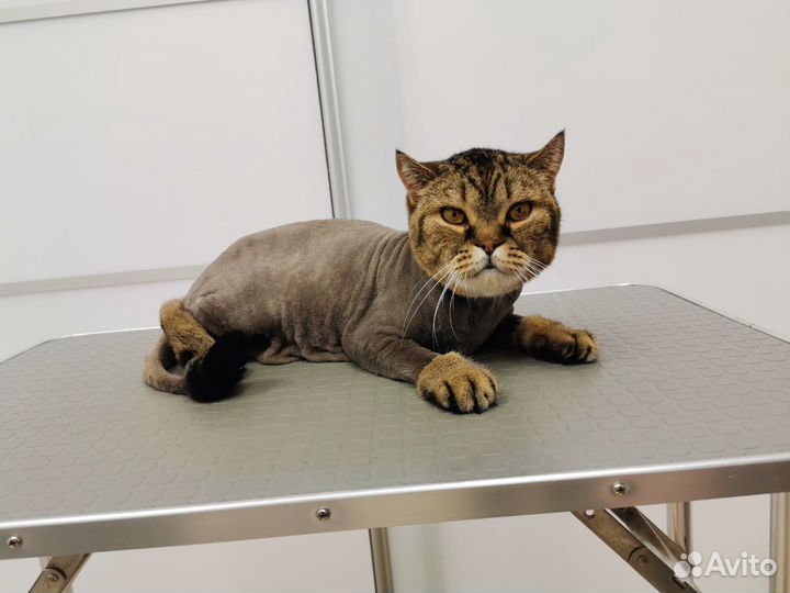 Стрижка кошек и собак