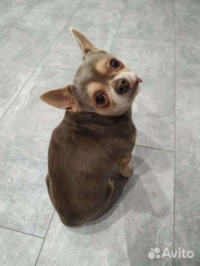 Чихуахуа вязка лиловый мальчик