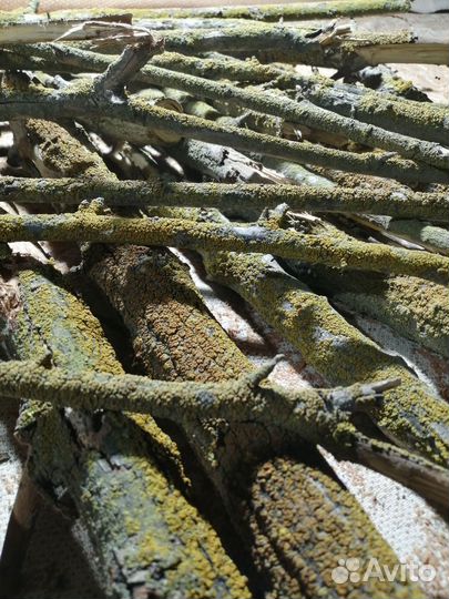 Лишайник Ксантория Желтая