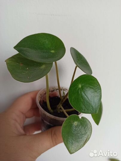 Комнатные растения