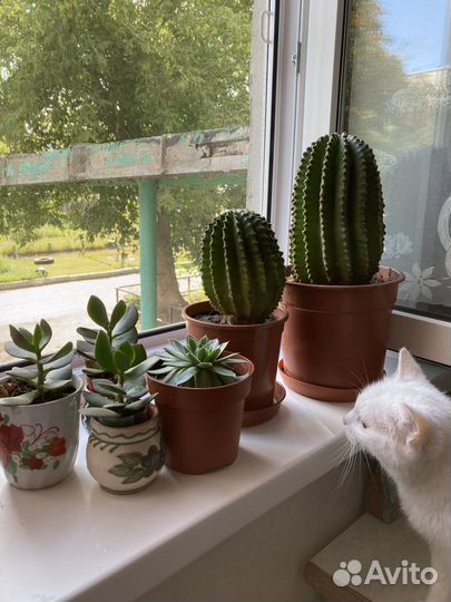 Большой кактус и денежное дерево