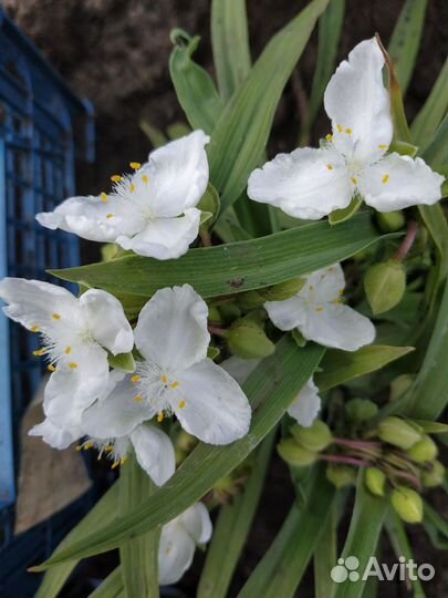 Многолетники для сада цветы