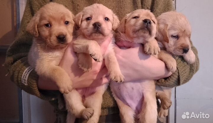 Щенки лабрадора