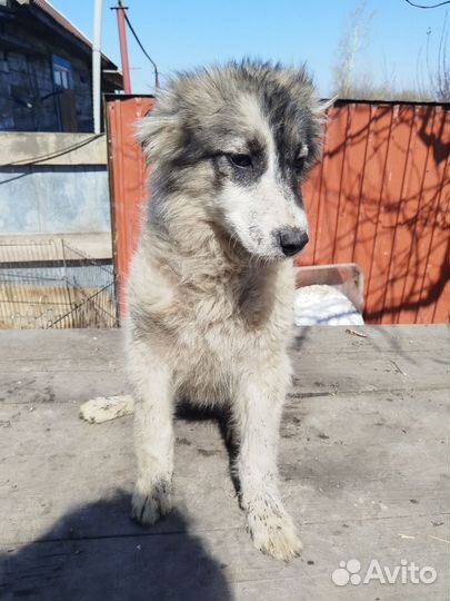 Фенотип австралийской овчарки в поисках дома