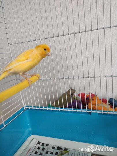 Кенара и канарейки