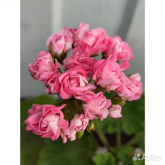 Пеларгония