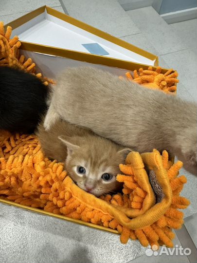 Котята