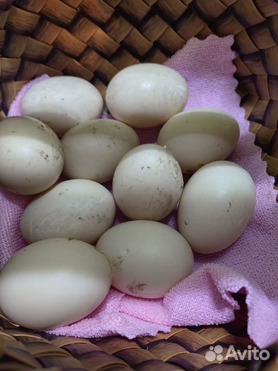 Утиные яйца