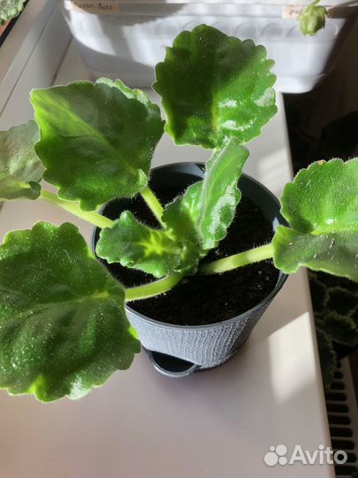 Стартеры фиалок