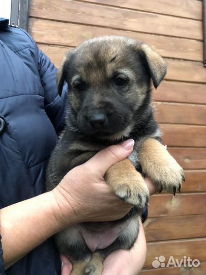 Продаём щенков