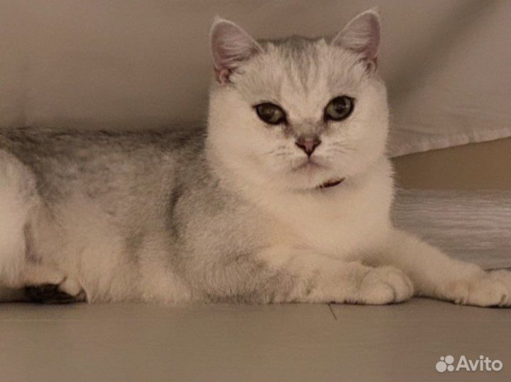 Британская короткошерстная кошка вязка