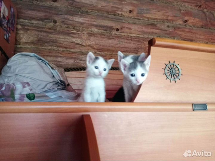 Отдам котенка в добрые руки