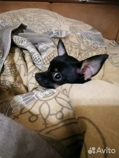 Вязка Мини-Той-терьер