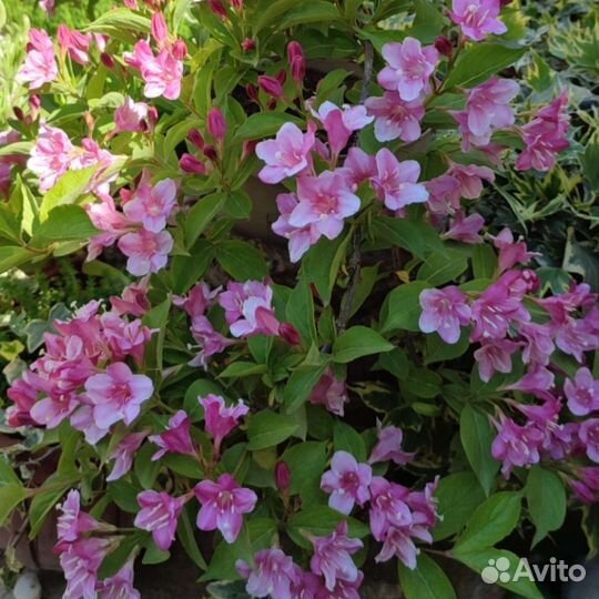 Красота у вашего дома