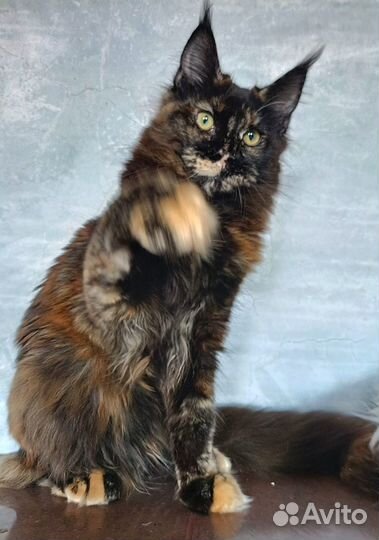 Мейн-кун девочка