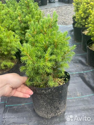 Ель канадская коника