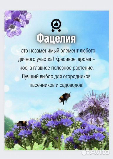 Семена фацелии