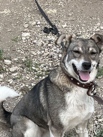 Девочка-собачка ищет дом