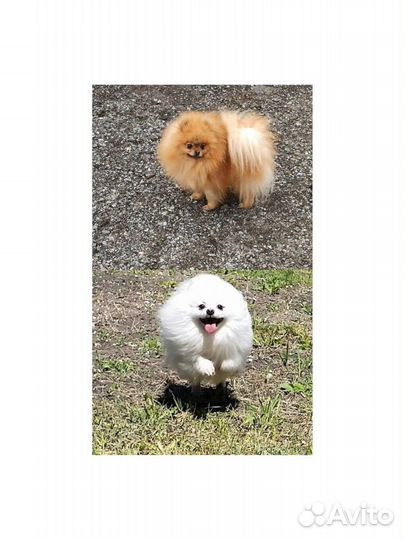 Предлагаю к вязке кобелей породы померанский шпиц