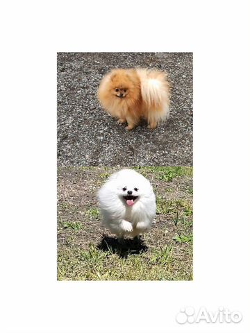 Предлагаю к вязке кобелей породы померанский шпиц