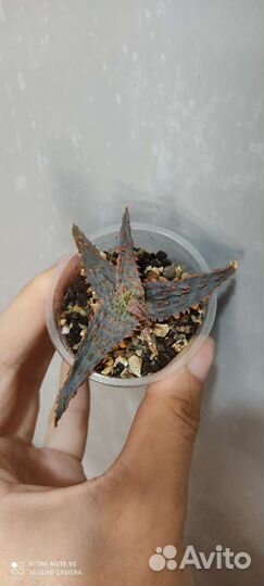 Сортовые алоэ, гибриды