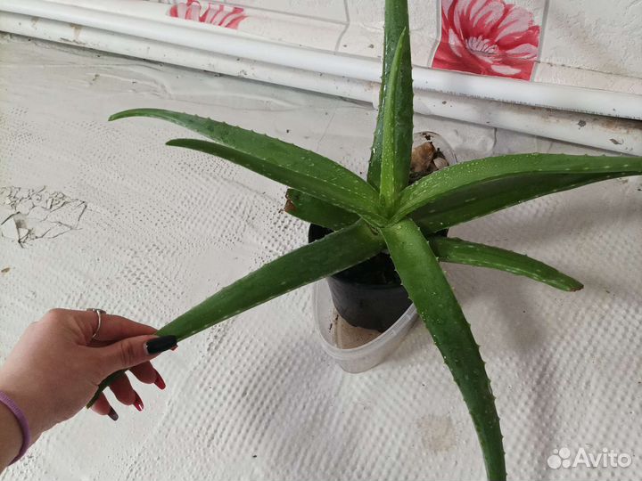 Алоэ вера большой